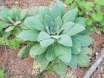 Graines de Verbascum thapsus, Graines de Molène Bouillon-Blanc