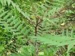 Graines de Zanthoxylum ailanthoides, Graines de frêne épineux japonais