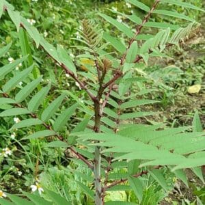Graines de Zanthoxylum ailanthoides, Graines de frêne épineux japonais