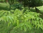 Graines de Zanthoxylum ailanthoides, Graines de frêne épineux japonais