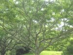 Graines de Zanthoxylum ailanthoides, Graines de frêne épineux japonais