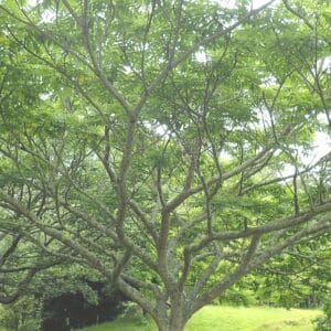 Graines de Zanthoxylum ailanthoides, Graines de frêne épineux japonais