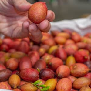 Graines de Citron australien Blood lime, Australian Blood lime fruits, Graines Australian blood lime, semences citronnier australien blood lime