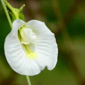 Clitoria ternatea alba, graines clitoria blanc, semences pois blanc, graines clitoria ternatea alba