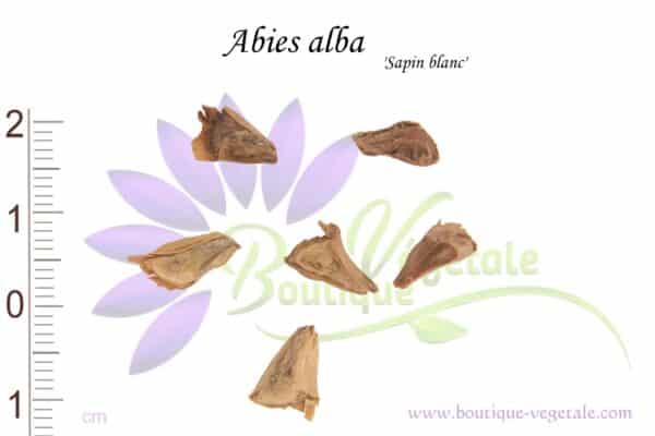 Graines d'Abies alba, Abies alba seeds