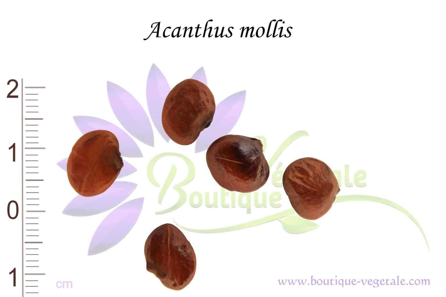 Graines d'Acanthus mollis, Acanthus mollis seeds