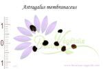 Graines de Astragalus membranaceus, Astragalus membranaceus seeds
