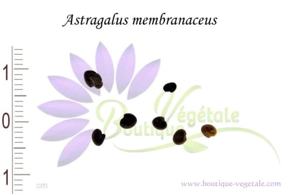 Graines de Astragalus membranaceus, Astragalus membranaceus seeds
