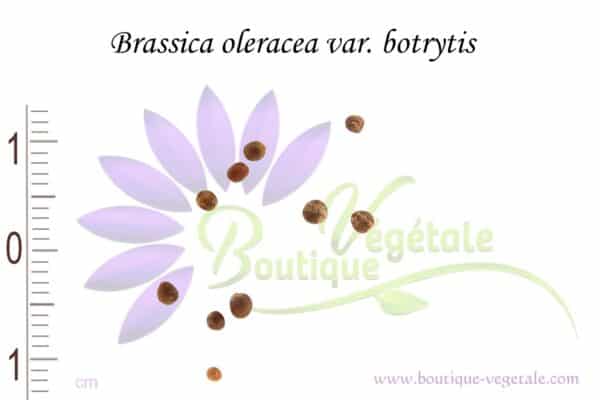 Graines de Brassica oleracea var. botrytis, Brassica oleracea var. botrytis seeds