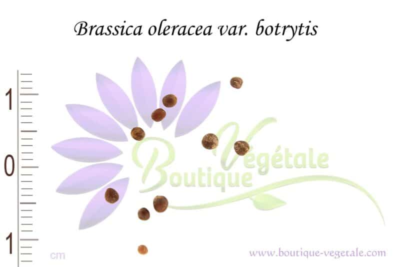 Graines de Brassica oleracea var. botrytis, Brassica oleracea var. botrytis seeds