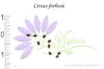 Graines de Cereus forbesii, Cereus forbesii seeds