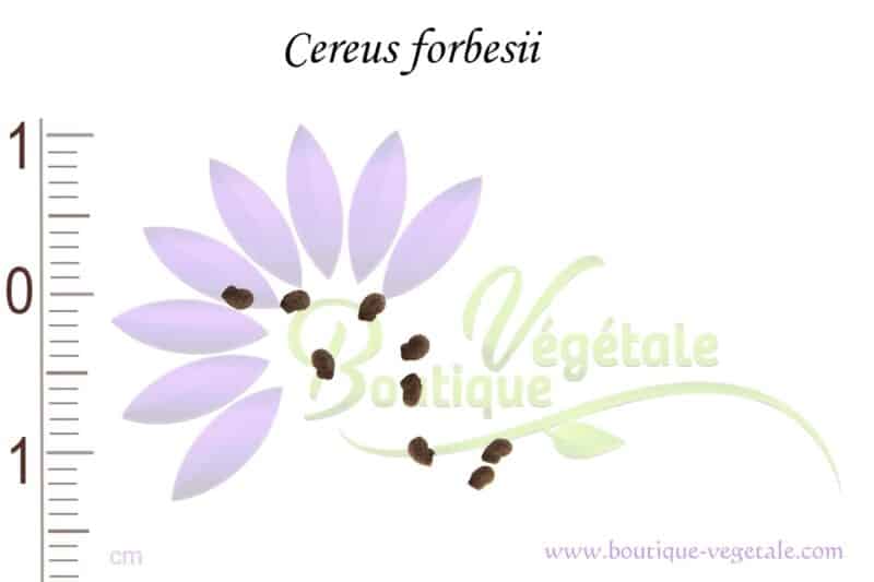 Graines de Cereus forbesii, Cereus forbesii seeds