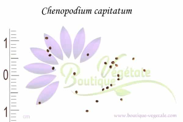 Graines de Chenopodium capitatum, Chenopodium capitatum seeds