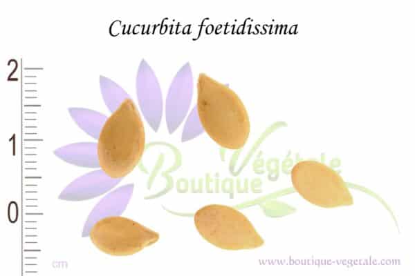 Graines de Cucurbita foetidissima, Cucurbita foetidissima seeds