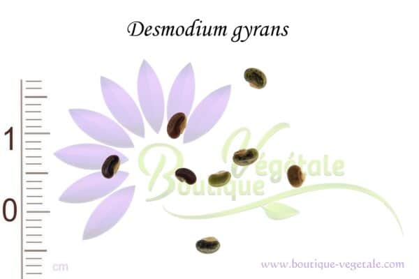 Graines de Desmodium gyrans, Desmodium gyrans seeds, Graines de Plante qui danse
