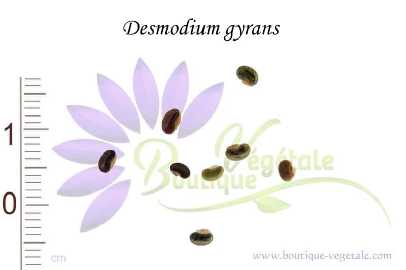 Graines de Desmodium gyrans, Desmodium gyrans seeds, Graines de Plante qui danse