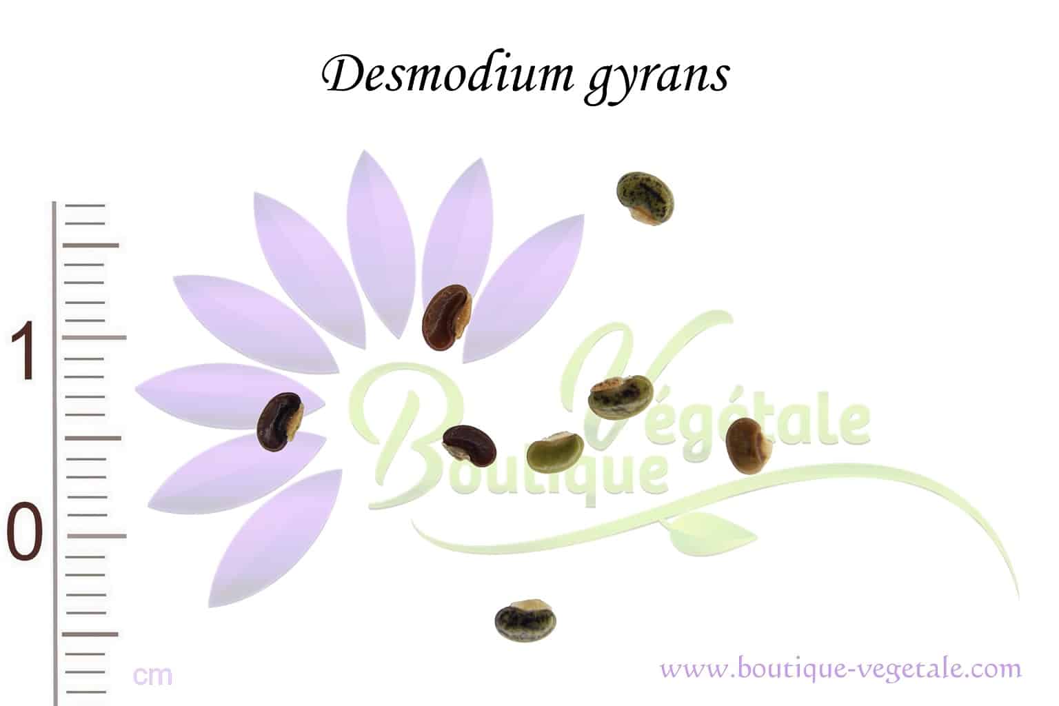 Graines de Desmodium gyrans - Plante qui danse - Boutique Végétale