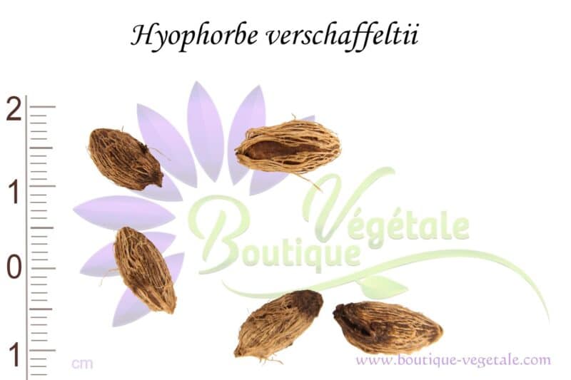 Graines d'Hyophorbe verschaffeltii, Hyophorbe verschaffeltii seeds