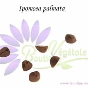 Graines d'Ipomoea palmata, Ipomoea palmata seeds