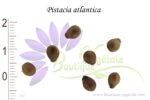Graines de Pistacia atlantica, graines de pistachier de l'Atlas