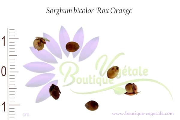 Graines de Sorghum bicolor 'Rox Orange', Sorghum bicolor 'Rox Orange' seeds