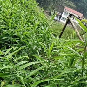 Polygonatum sibiricum, Sceau de Salomon, Graines de Polygonatum sibiricum, Graines de Sceau de Salomon, Semences Polygonatum sibiricum, Semences de Sceau de Salomon