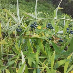 Polygonatum sibiricum, Sceau de Salomon, Graines de Polygonatum sibiricum, Graines de Sceau de Salomon, Semences Polygonatum sibiricum, Semences de Sceau de Salomon