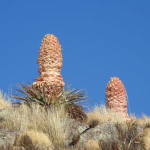 Puya weberiana, Graines de Puya weberiana, semences Desert lantern, Desert lantern bromeliad seeds
