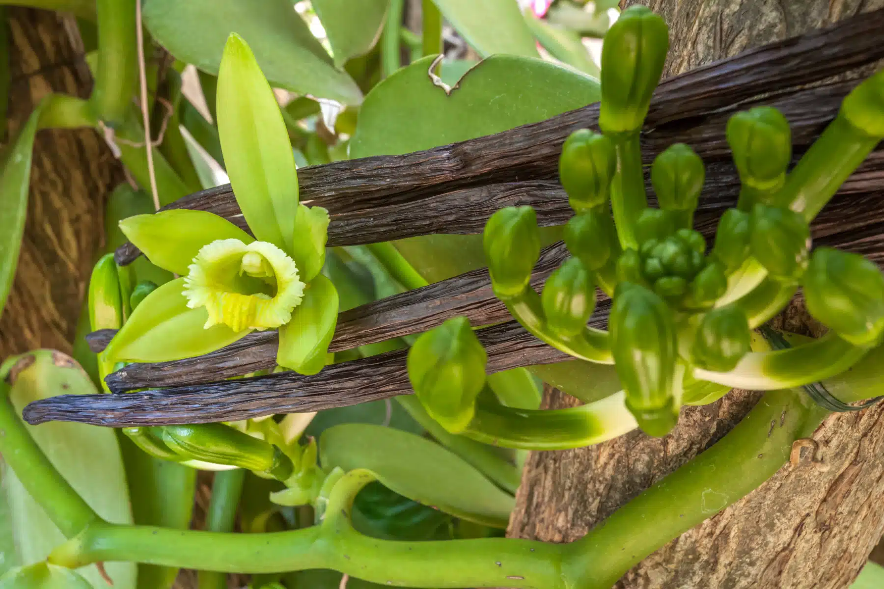 Orchidée vanille