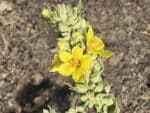 Graines de Verbascum thapsus, Semences Molène bouillon-blanc, graines bouillon-blanc, semences grande molène