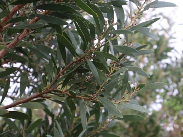 Graines d'Acacia melanoxylon, graines de Mimosa à bois noir