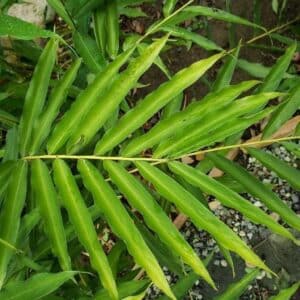 Aframomum daniellii, Feuilles d' Amomum daniellii, graines d'Aframomum daniellii, graines d' Amomum daniellii
