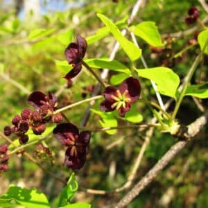 Graines d'Akebia trifoliata, graines d'Akébie à trois feuilles
