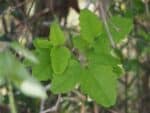 Graines d'Akebia trifoliata, graines d'akébie à trois feuilles