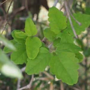 Graines d'Akebia trifoliata, graines d'akébie à trois feuilles