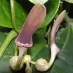 Graines d'Aristolochia acuminata, graines d'Aristoloche acuminée