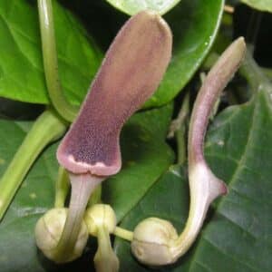 Graines d'Aristolochia acuminata, graines d'Aristoloche acuminée