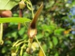 Graines d'Aristolochia acuminata, graines d'Aristoloche acuminée