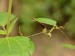 Graines d'Aristolochia indica, graines d'Aristoloche d'Inde