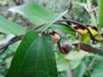 Graines d'Aristolochia indica, graines d'Aristoloche d'Inde