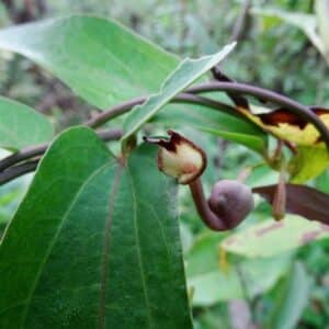 Graines d'Aristolochia indica, graines d'Aristoloche d'Inde