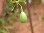 Graines d'Aristolochia indica, graines d'Aristoloche d'Inde