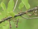 Graines d'Aristolochia indica, graines d'Aristoloche d'Inde