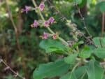 Graines de Basilic sacré, graines d'Ocimum tenuiflorum, Ocimum sanctum