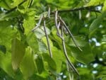 Graines de Catalpa bignonioides, graines de Catalpa commun