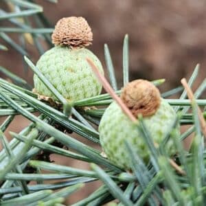 Graines de Cedrus libani, graines de Cèdre du Liban