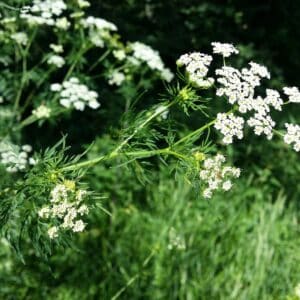 Graines de Chaerophyllum bulbosum, Graines de Cerfeuil tubéreux