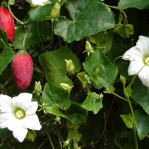 Graines de Coccinia grandis, graines de Courge écarlate