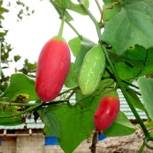 Graines de Coccinia grandis, graines de Courge écarlate