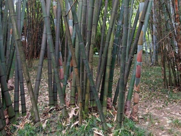 Graines de Dendrocalamus barbatus, graines de Luông, graines de Bambou géant